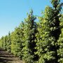 Amberboom beveerd (Liquidambar styraciflua)